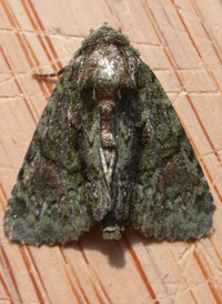 Green Phosphila
